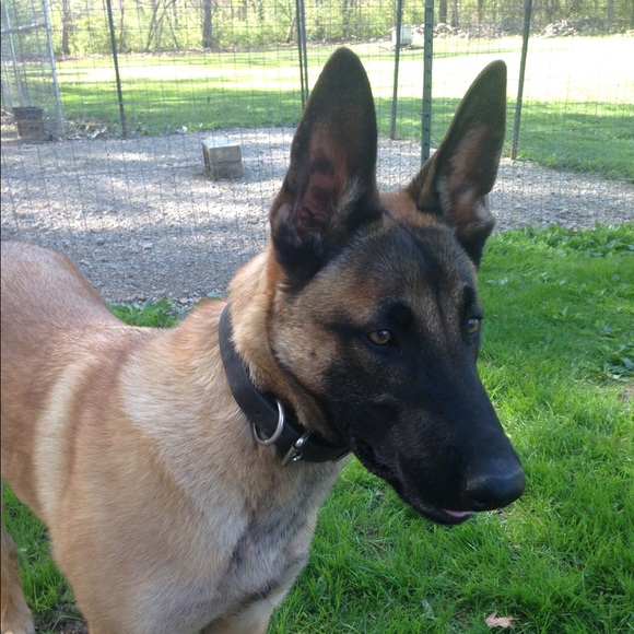 malinois294